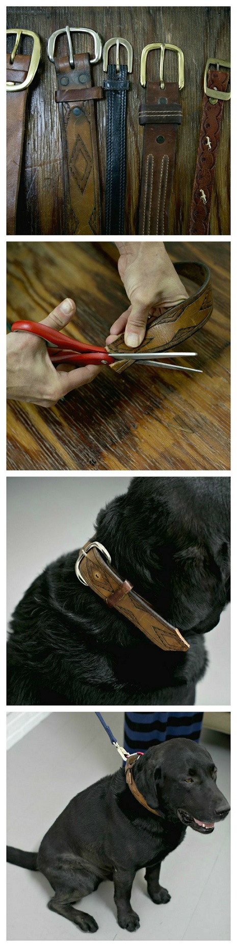 diy dog5