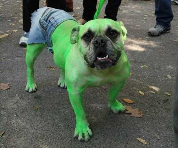 halloween disfraz perro