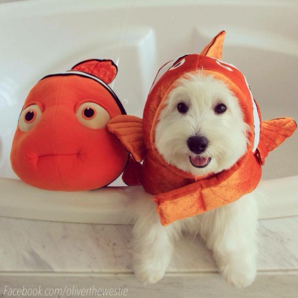 nemo cute
