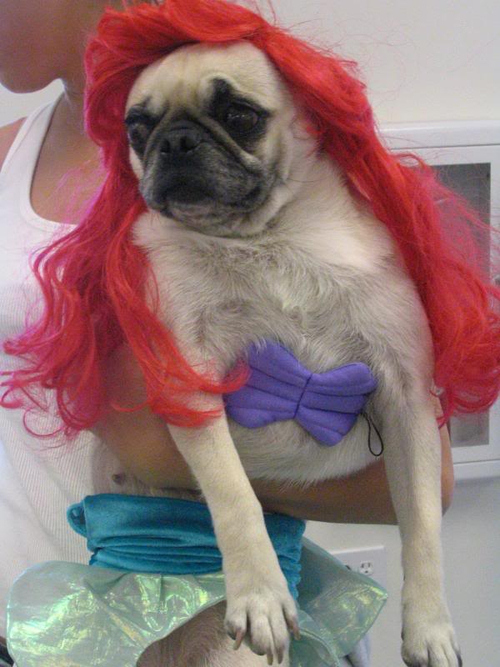 pug disney princesa