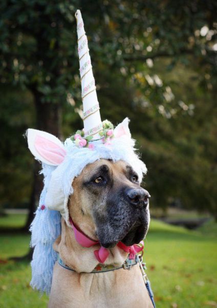 unicornio perro