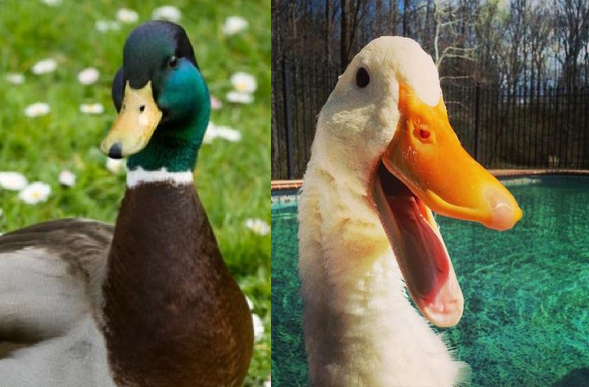 patos-caras