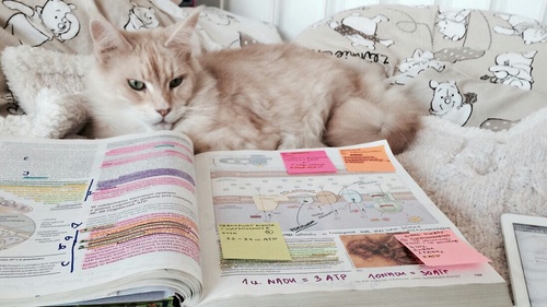 tarea gato